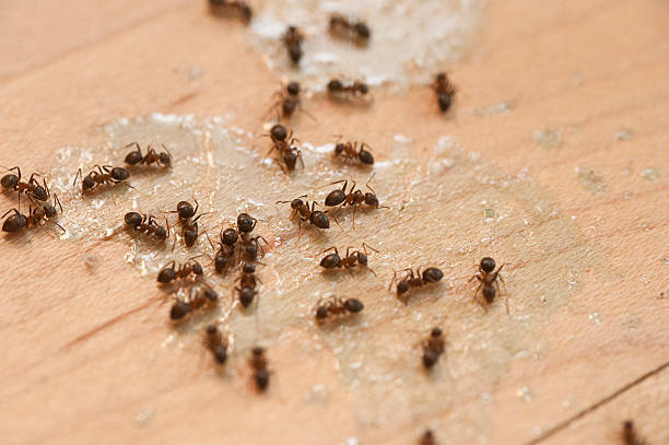 Best Wasp Removal Services  in Mineral Point, WI