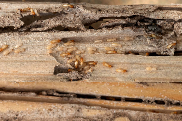 Best Termite Control Services  in Mineral Point, WI